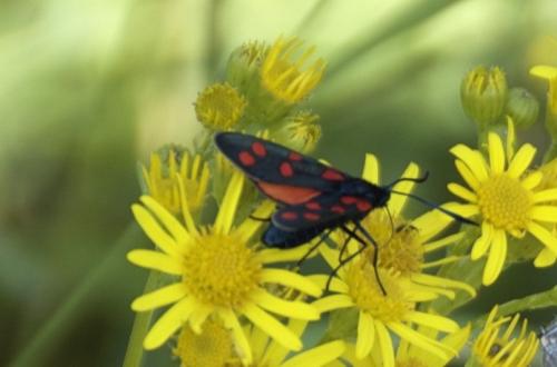 Zygaena transalpina